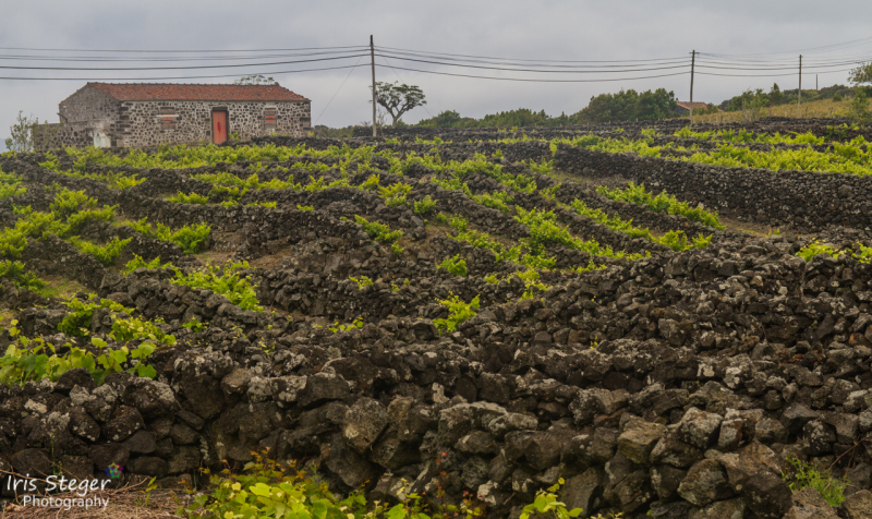 Winanbau auf Pico